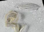 x Decadocrinus Crinoid Association - Crawfordsville #20845-5